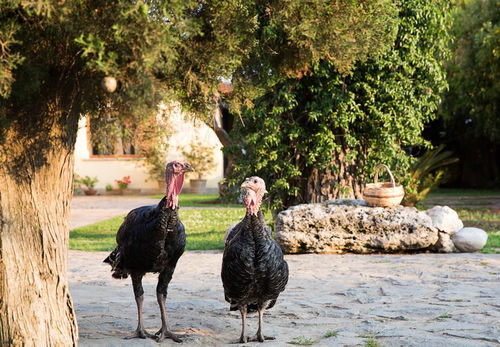 B&B La Chora Di Paestum Dış mekan fotoğraf